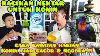 Download lagu Cara Membuat Nektar Kolibri Ninja agar Cepat Gacor dan Ngobra || Cara merawat  konin Biar Gacor !! mp3