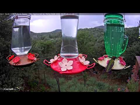Male Ruby-throated Hummingbird Pays Visit To West Texas Feeders – Sept. 17, 2020