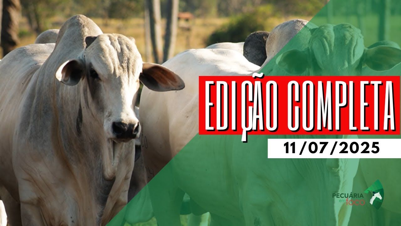 PECUÁRIA EM FOCO - EDIÇÃO COMPLETA - 11/07/2025