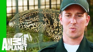 Two Foot Long Lizard Caught Roaming Wild in a Backyard | North Woods Law by Animal Planet