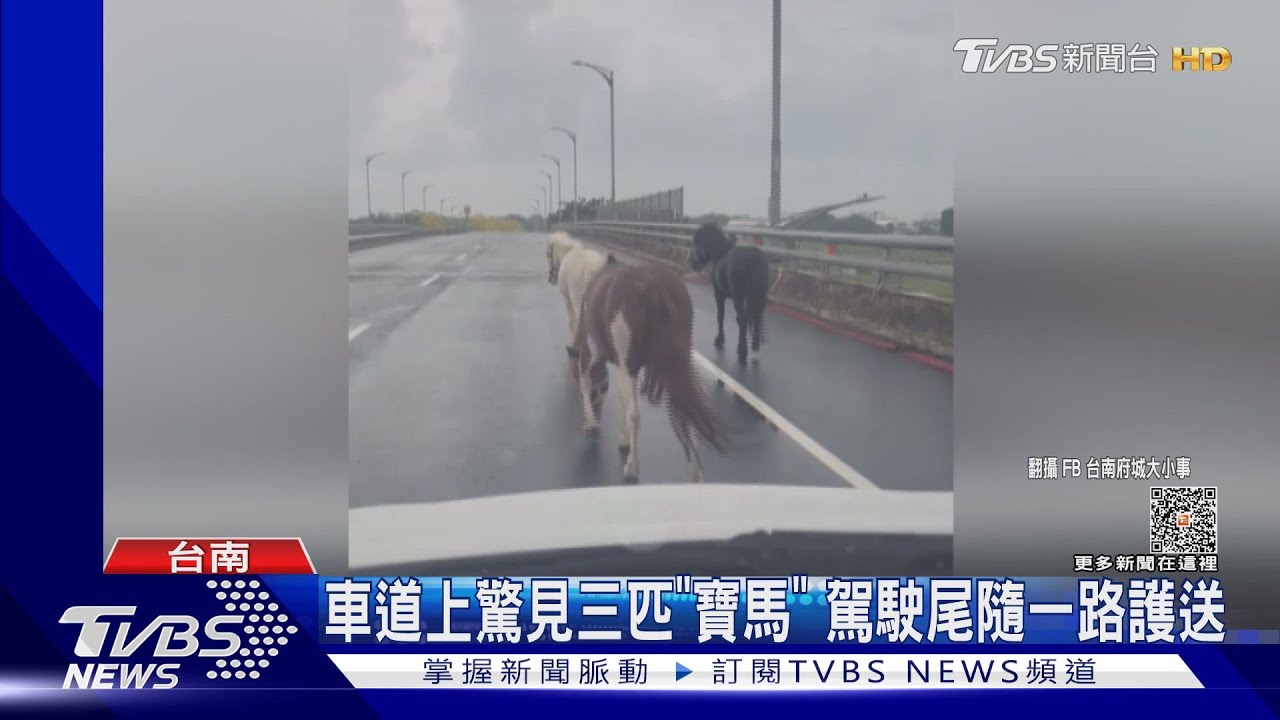 驚見「3匹寶馬」!駕駛開雙黃燈護駕 飼主恐吞罰單