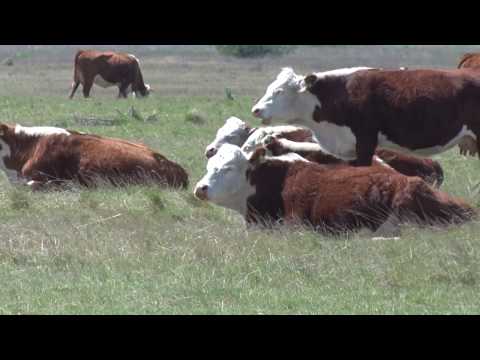 TEKSAS u srcu BANATA - HEREFORD GOVEDA