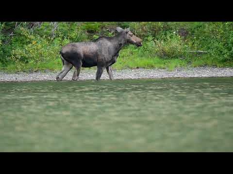Moose at Fishercap