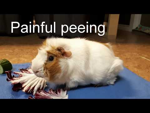 YouTube video about: Why is my guinea pigs pee white?