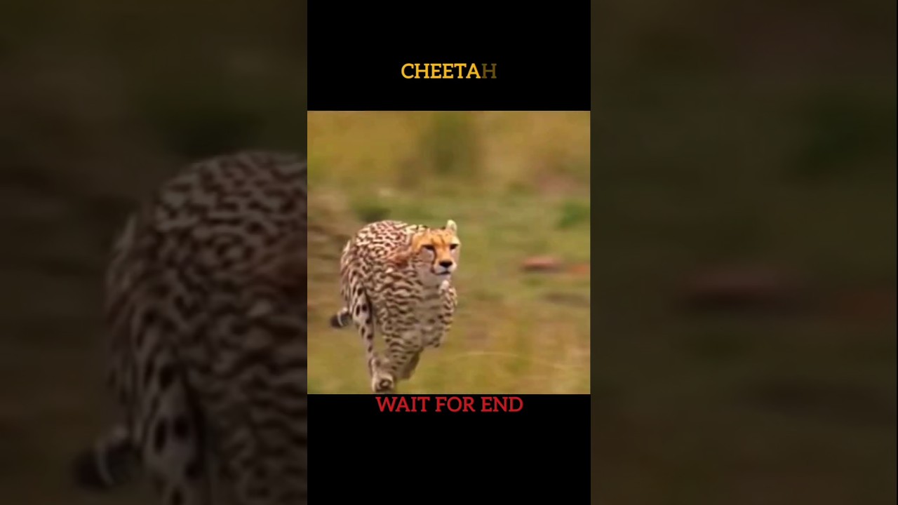 The Fastest Animals in the World #fastestanimal #fastestbird #trending #shorts
