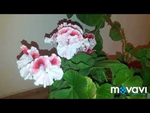 Белокрылка! Бич королевских пеларгоний! Королевская пеларгония Cherry