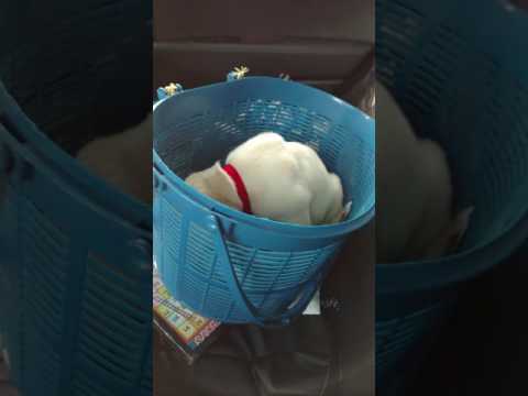 My labra's first day with family