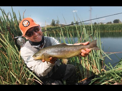 Gacka river brown trout action