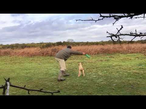 Train a Labrador puppy to retrieve a dummy from cover