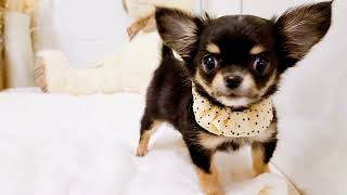 チワワ(ロング)の動画02