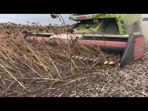 Nardi Sunstorm sunflower head. Harvesting on the ground.