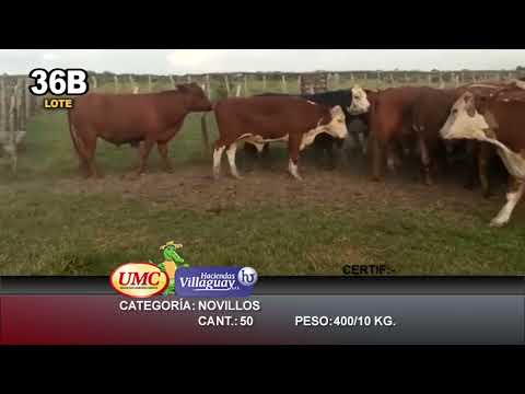 Lote 50 Novillos en Mercedes, Corrientes