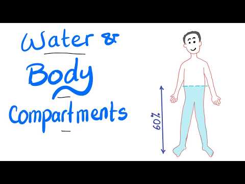 Water and body fluid compartments - ECF, ICF, ISF - Your body is mostly water - Physiology