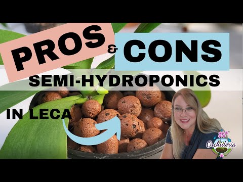 Pros and Cons of Semi-Hydroponics in Leca Pebbles for Orchids