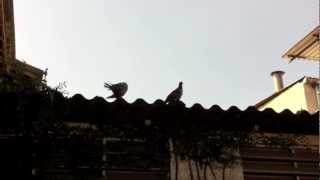 Diário de Imagens 07.12.2011