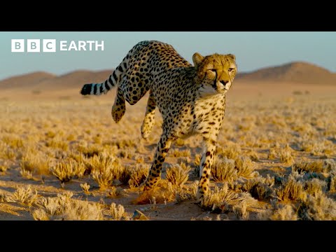 Is This the World's Fastest Cat? | Big Cats Top Facts | BBC Earth Kids