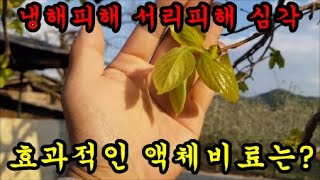 냉해피해나 서리피해가 왔을때 이걸 액비영양제로 쓰세요