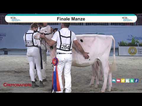 Cremona International Dairy Show 2021 - DAY 2 - Mostra Razza Holstein e Red Holstein