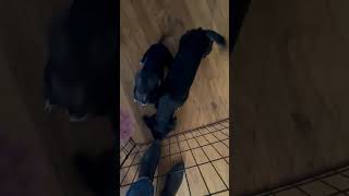Video preview image #1 Chihuahua-Unknown Mix Puppy For Sale in Grafton, WI, USA