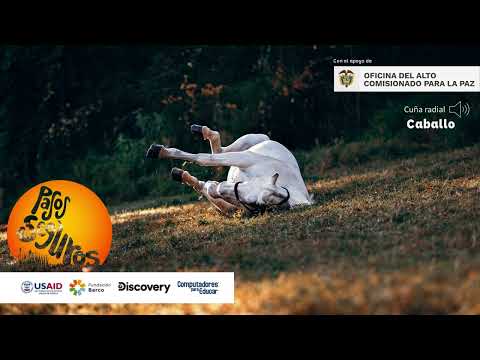 Cuña radial 5 Pasos Seguros - caballo