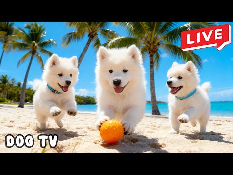Live 24/7 TV for Dogs to Watch 🐕🌊 Ocean Breeze Sounds for Running Dogs & Calm Energy 🐬✨