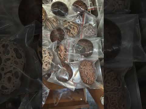 My proud collection of tiger stripe stones