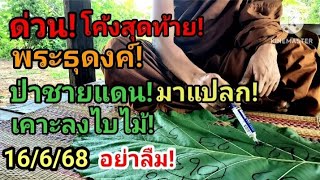 ด่วน! พระธุดงค์! ป่าชายแดน มาแปลก! เคาะลงไบไม้  หางเดียวเน้นๆ 16/6/68#โค้งสุดท้าย #อย่าลืม