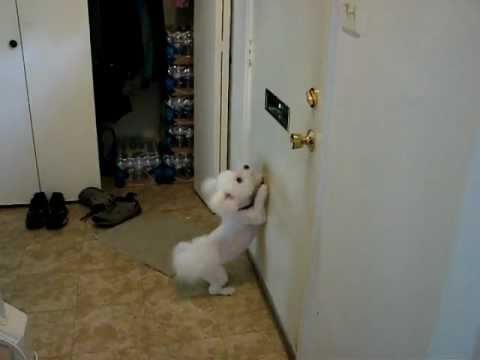 Muzzy vs. the Mailman