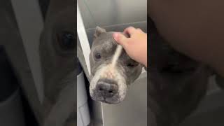 Video preview image #1 American Pit Bull Terrier Puppy For Sale in Stratham, NH, USA