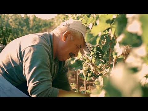 A Better Food System for Healthier People, Planet and Economy