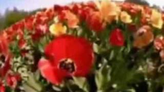 Michel Polnareff - Une simple mélody