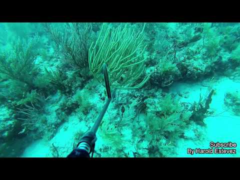 Spearfishing in the Florida Keys.