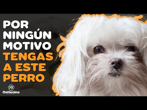 BICHÓN MALTÉS: 7 RAZONES PARA NO TENERLO