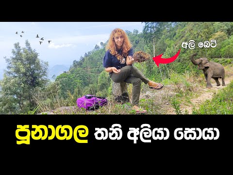 මිනීමරු තනියා සොයා අලි ගඳ දිගේ පුනාගලට 🐘😱 | Sri Lanka’s Most Dangerous Elephant – Poonagala