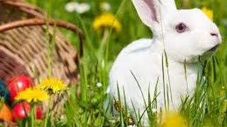 Ahead of Easter, the British banned pet stores sell rabbits