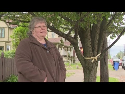 Tremont woman's protest saves 'special' tree for now