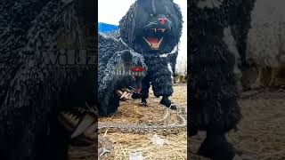 Download lagu Can macanan seram vs ular piton mp3