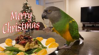 Merry Christmas from Kili & Truman