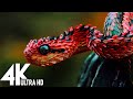 🔴 Wildlife (4K UHD) 24/7  - Relaxing Music With Beautiful Nature & Animals Videos(4K Video Ultra HD)