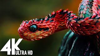 🔴 Wildlife (4K UHD) 24/7  - Relaxing Music With Beautiful Nature & Animals Videos(4K Video Ultra HD)