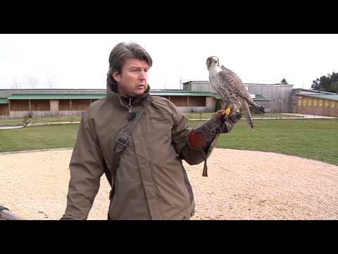 20150303 Portrait Falkner im Bayernpark (kurze Version)