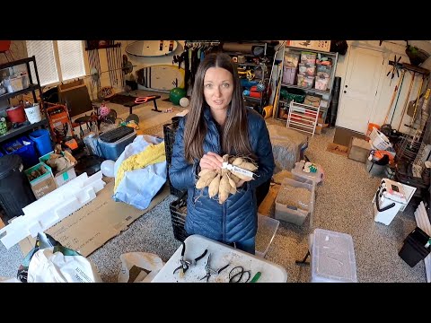 What You Need To Divide And Store Your Dahlia Tubers