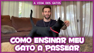 Como ensinar meu gato a passear