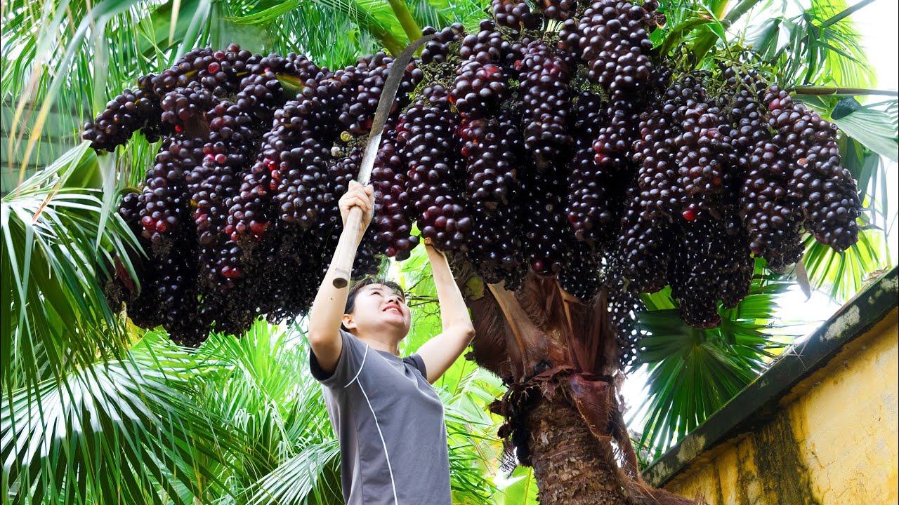 Harvesting Forest Grapes Hybrid Palm Fruit Goes to market sell | Harvesting and Sell
