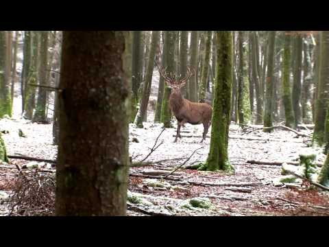 Driven hunt for red deer hinds | Epic shots in slow motion - Ultimate Hunting