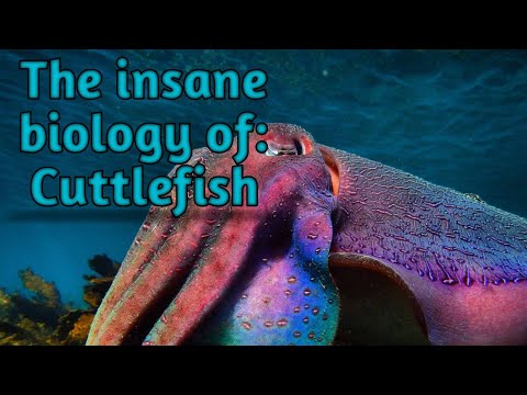 The insane biology of : Cuttlefish || Zeerak's Biology
