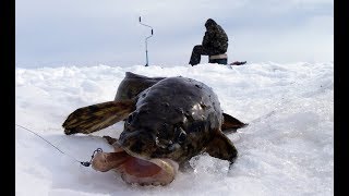 Стукалка для ловли налима зимой своими руками