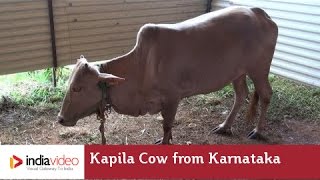 Kapila Cow - a rare breed of cow from Karnataka