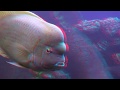 Your Virtual Aquarium 3D Anaglyph Part 2