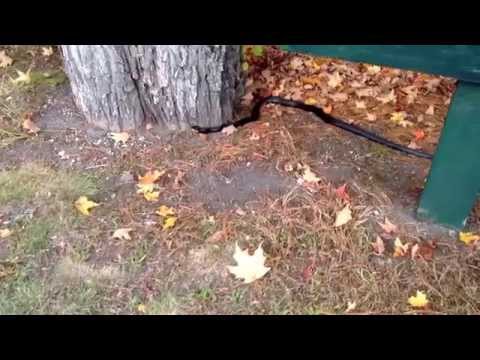 A snake at Prospect Hills Cemetery in Uxbridge, MA...